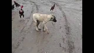 Halay çeken köpek harika Resimi