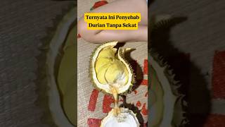 Kenapa Durian Ini Nggak Ada Sekatnya⁉️ Ternyata Ini Penyebabnya‼️ 😱 #durian
