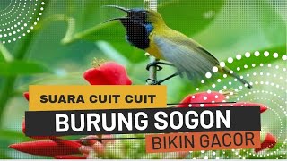 SUARA CUIT CUIT SOGO ONTONG ( SOGON ) COCOK UNTUNG PANCINGAN BURUNG KESAYANGAN MAUPUN UNTUK PIKAT❗❗❗