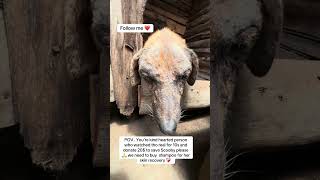 Every single comment on this post equals to a one meal for my rescues please considerdonating