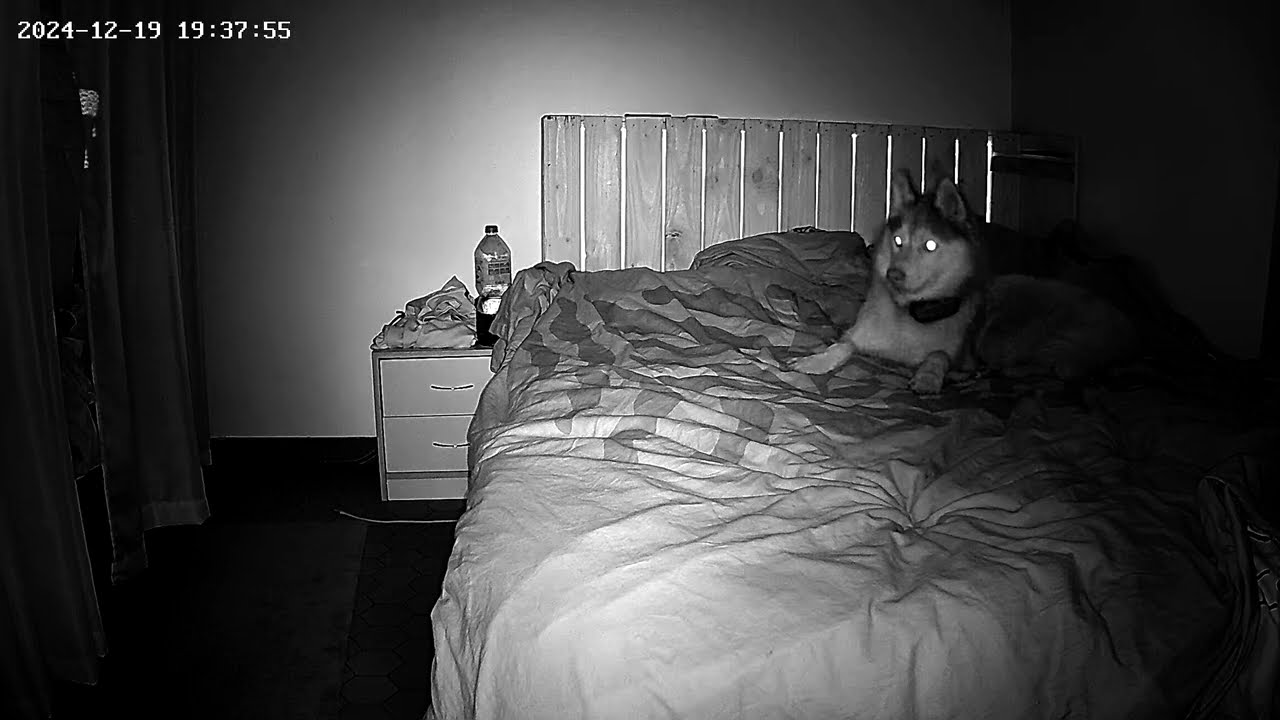 VIDÉO DE ORBE ( FANTÔME ) - CAMERA SURVEILLANCE RÉACTION D'UN CHIEN