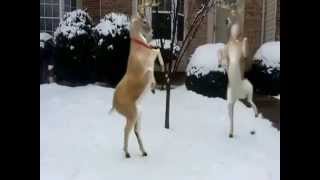 a moose dancing