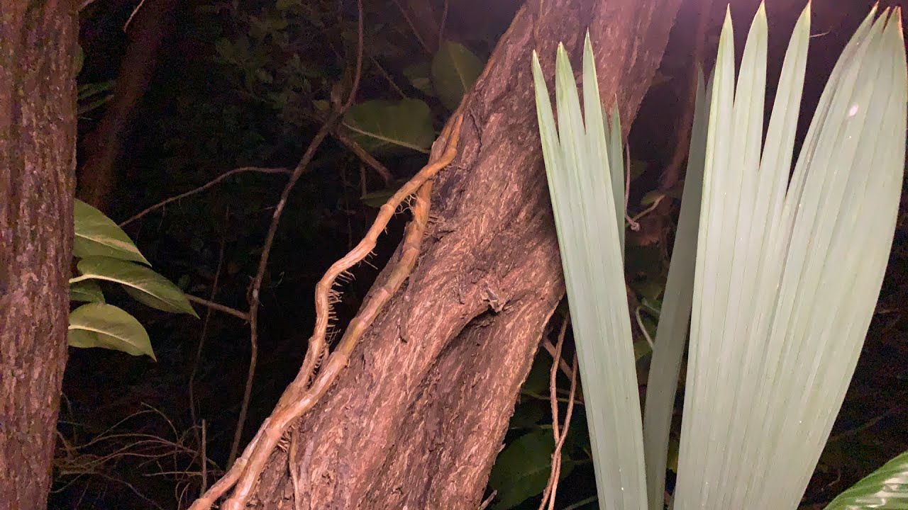 Chechen & Chacan Mayan tree story. - YouTube