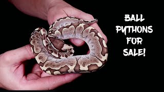 Ball Python Hatchlings for Sale!