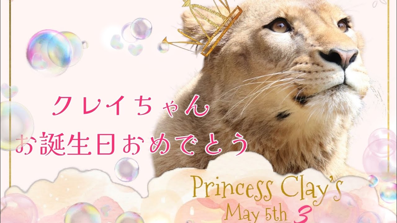 ❅クレイちゃんお誕生日おめでとう❅オリジナルソング❅クレイ❅ライオン❅とべ動物園❅