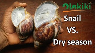 Snail Aestivation in Dry Season ( Epiphragm Formation in Snails)