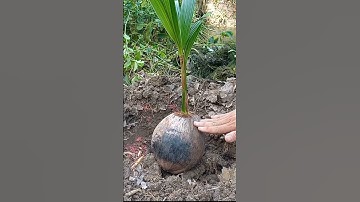 trồng Dừa xiêm xanh lùn đúng cách #shorts #vanthoitv