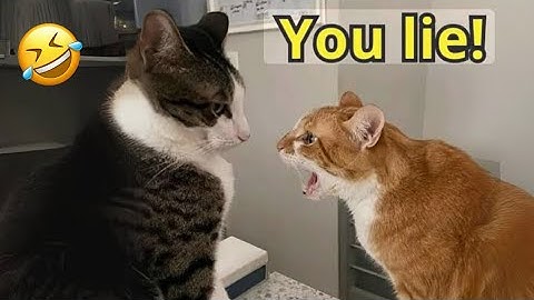 Grappige katten raken in hilarische gevechten! 😹 Grappige kattenvideo