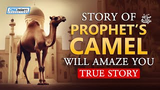 Story Of Prophet's () Camel Will Amaze You