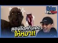 เมื่อลองตัดสกินเฮดให้หมา?! อย่าหาทำ!!! : โซเชียลสนุกจังโว้ย l VRZO