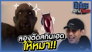 เมื่อลองตัดสกินเฮดให้หมา?! อย่าหาทำ!!! : โซเชียลสนุกจังโว้ย l VRZO