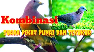 Suara Pikat Punai Dan Tekukur / Kombinasi ☑️