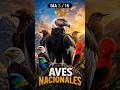 Día 3/15: El gigante silencioso que domina los Andes 🇨🇱 | Cóndor Andino  #aves #birds #chile #shorts