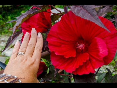 Wideo: Hibiskus Trójlistkowy