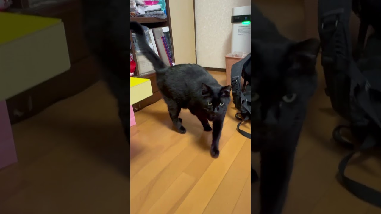 ウロウロしんちゃん #blackcat #黒猫