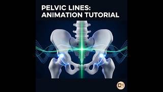 #Animation of #Pelvic lines | #Concise #Modules #radiology #concise #biology #radiology #medstudent