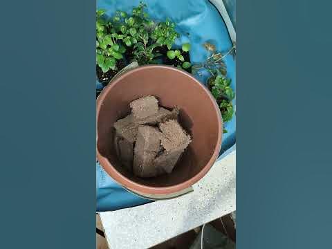 Почвобрикет из фикс прайсе,в Светофоре тоже есть #фикспрайс #светофор ...