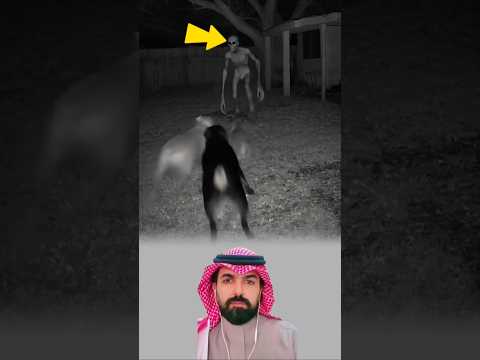 لحظة مرعبة شبح أمام الكلب وهجوم جماعي من الكلاب التي لم تخش الظلام Zodiac 