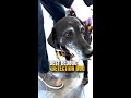 How Our Bed Bug Detection Dog Finds LIVE Infestations