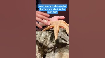 Does a sea star have blood? An expert from the New England Aquarium explains. #biology #seastars
