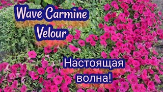видео: Петуния Вейв кармин велюр      Wave Carmine Velour. Я в шоке от этой петунии. картинка: Петуния Вейв кармин велюр      Wave Carmine Velour. Я в шоке от этой петунии.