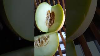 Kelon organik from Farmers Indonesia #melon #farmer