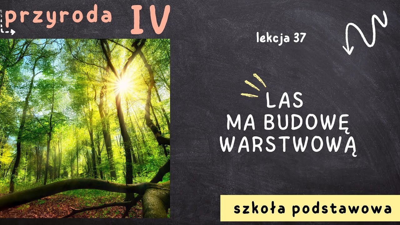 Przyroda klasa 4 [Lekcja 37 - Las ma budowę warstwową] - YouTube