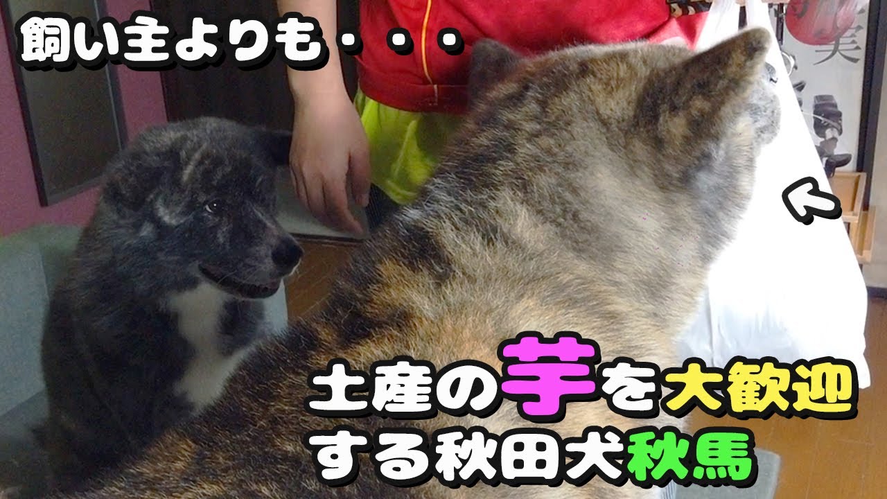 秋田犬 飼い主の帰宅よりもお土産の芋に喜ぶ秋馬 大型犬 Akita Dog Youtube