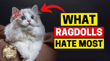 20 Things Ragdoll Cats Absolutely Hate—How to Keep Them Happy!