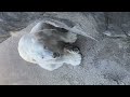 Polar bear Hiding from camera #polarbear #wildlife #bear #suscribe