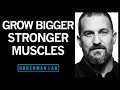 Science of Muscle Growth, Increasing Strength & Muscular Recovery | Huberman Lab Podcast #22