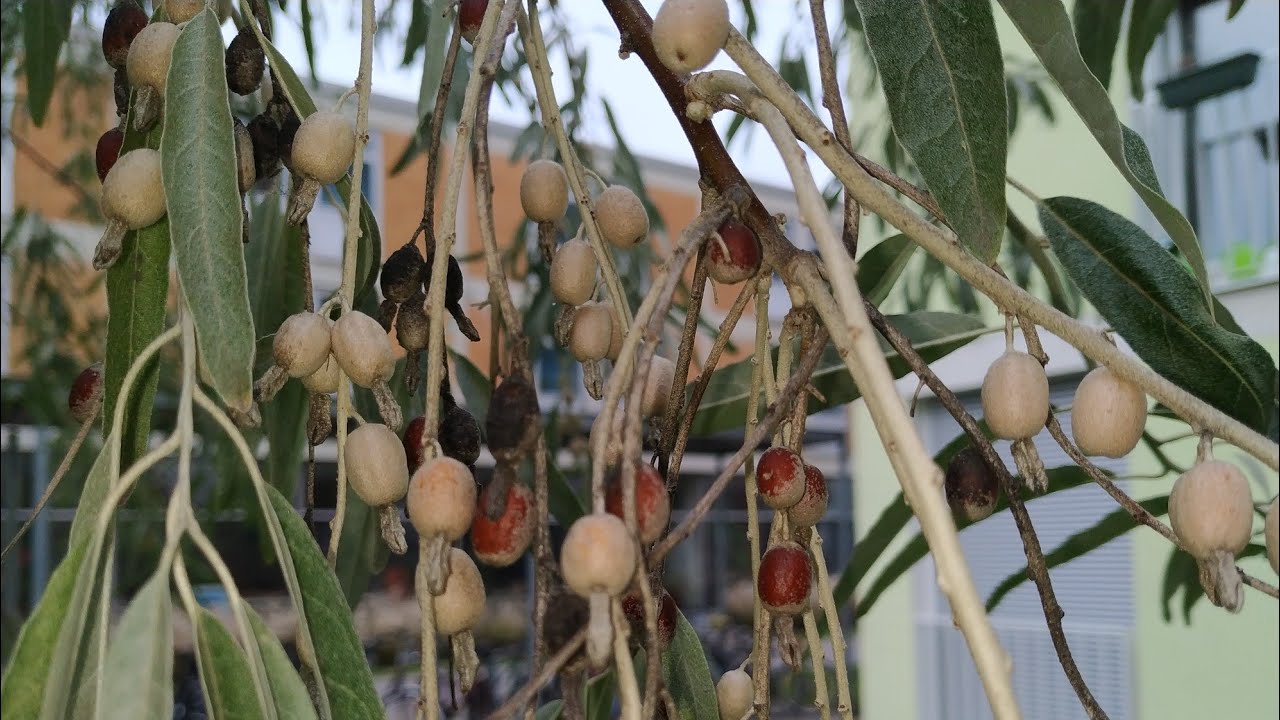 Russian Olive fruit (Eleagnus angustifolia) - YouTube