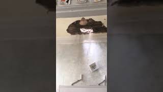 На России в школе потолок падает на голову во время урока. На России в школе потолок падает на голову во время урока.