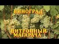 Виноград Цитронный Магарча (grape citron magaracha)