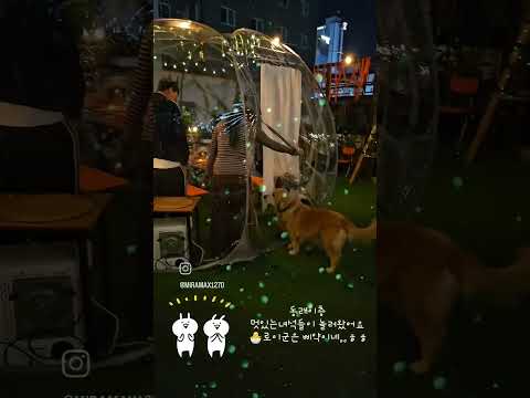#부산애견동반 #코카스파니엘 #강아지 #애견동반 #부산와인 #와인바 #<strong>부산맛집</strong> #동래애견동반 #동래이층