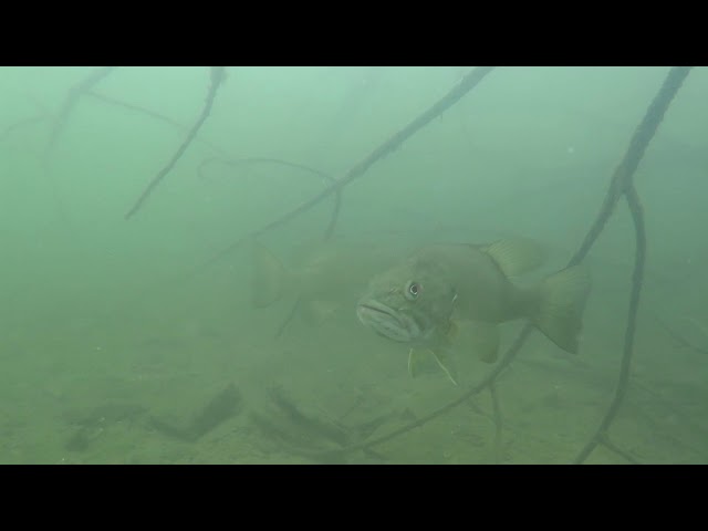 Quemahoning Reservoir 2018 Underwater Video 