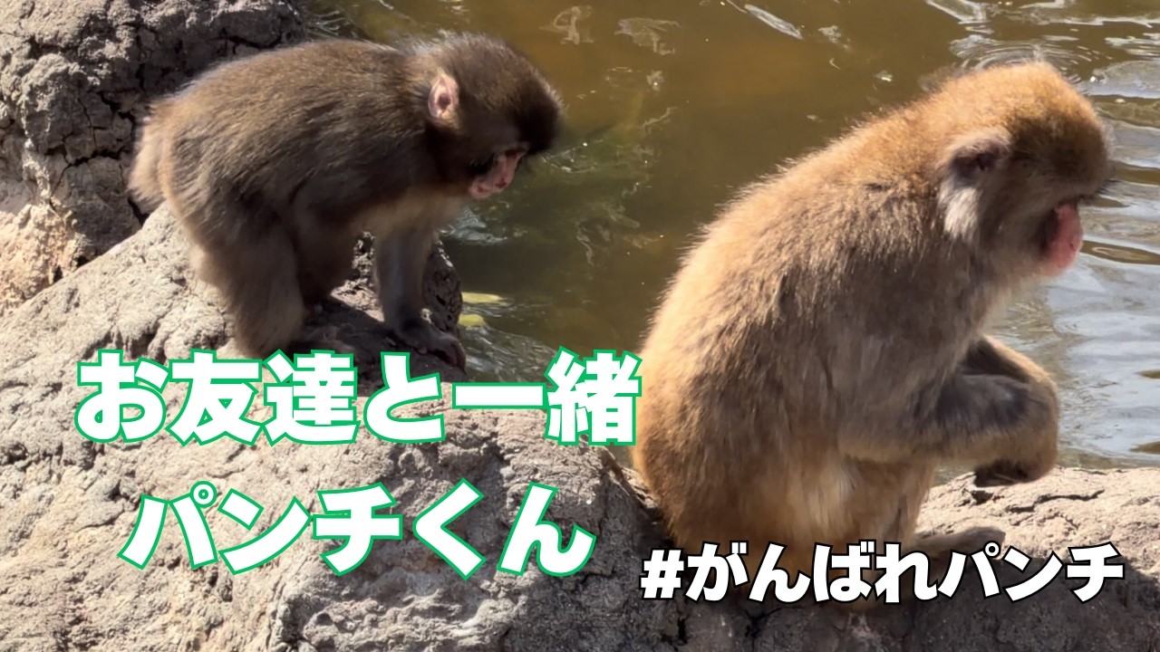 お友達と一緒だと安心するね パンチくん Punch 市川市動植物園 がんばれパンチ