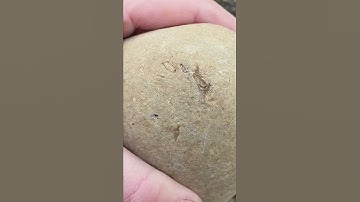🦀 How I find fossil crabs 🦀 #short #fossil