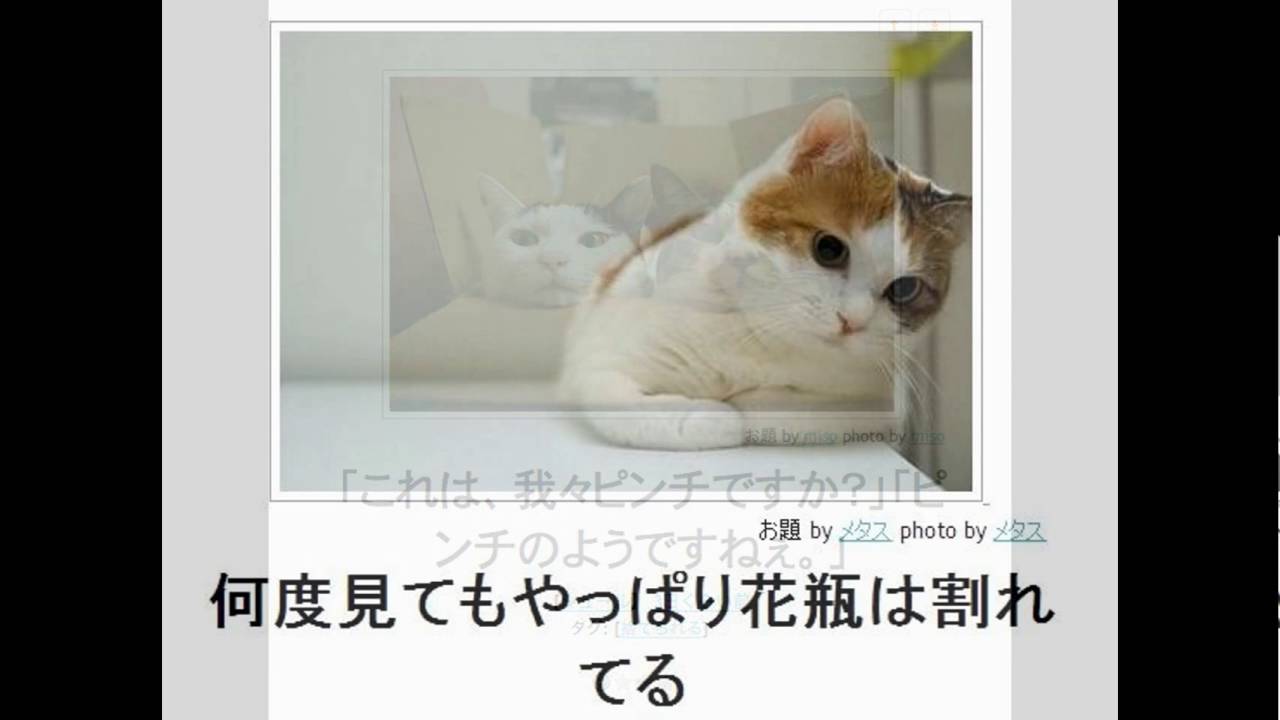 猫 猫好き必見 可愛い可笑しいボケて殿堂入り傑作集 Bokete 画像まとめ Youtube