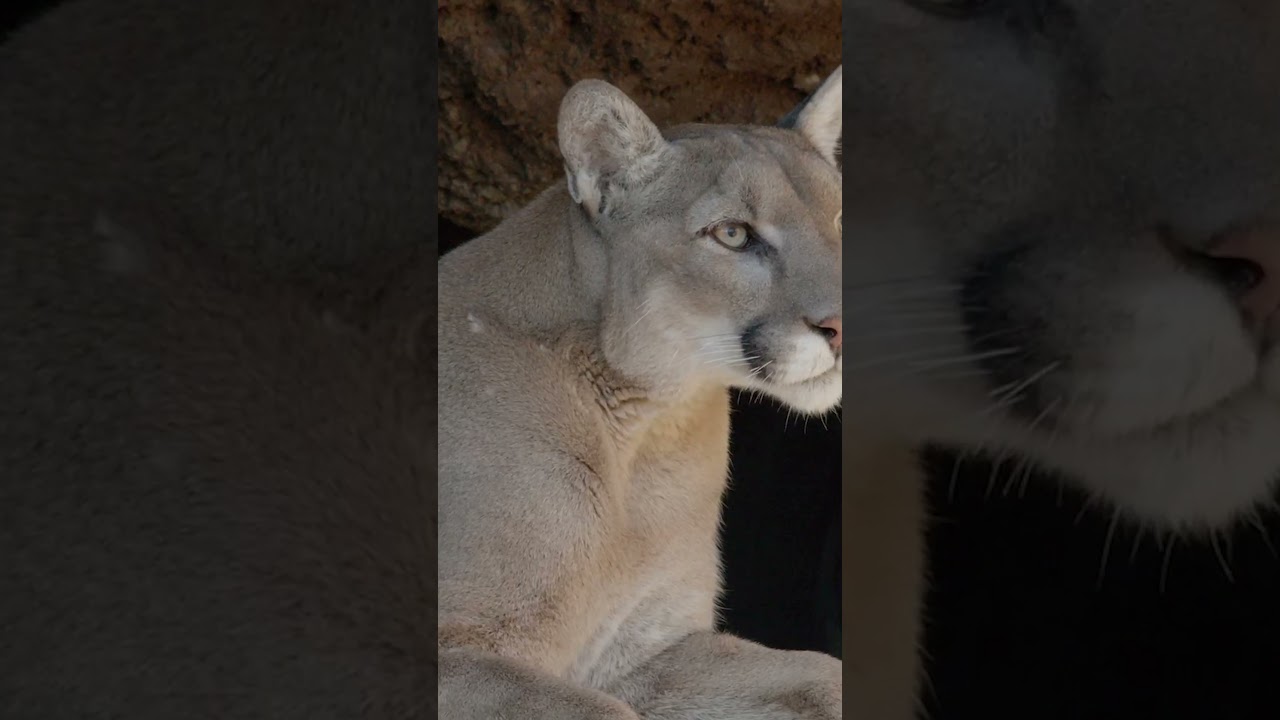 Happy National Wildlife Day!🐍🦉 #desertmuseum #nationalwildlifeday #sonorandesert