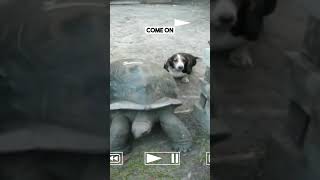 Will This Tortoise Allow the Dog to Pass?