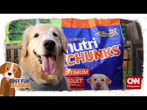 Just Fur Babies Ep. 1 - Basics of Dog Nutrition