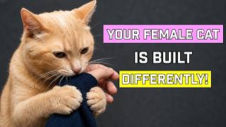 Why Female Cats Are Not Like Males: 9 Things You Must Know, The Hidden Psychology Of Female Cats