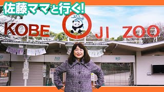 佐藤ママと行く！「神戸市立王子動物園」