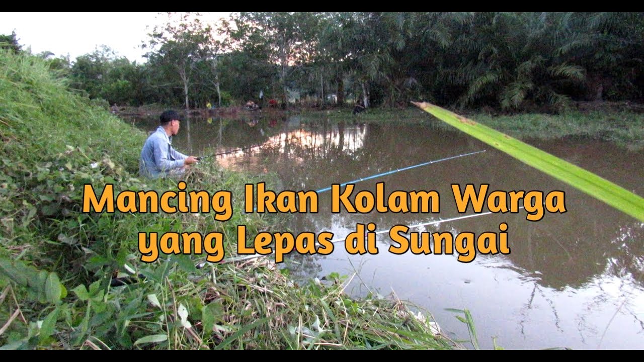 Mancing Ikan Kolam Warga yang Lepas di Sungai