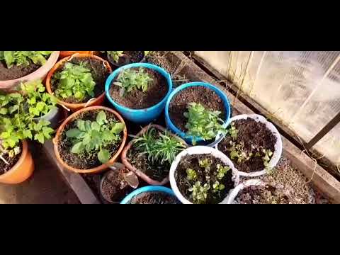 30 апреля 2022год. Копаю,сажу лук эксибишен,севок))) - YouTube