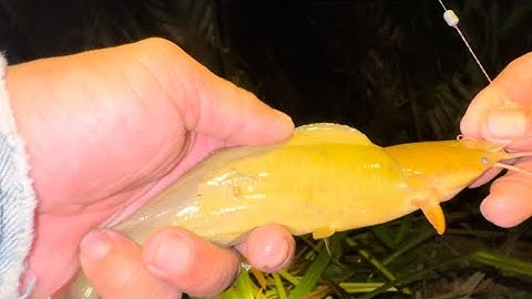 Câu cá trê vàng khu vực Đức Huệ,cận cảnh cá lôi phao dực không kịp,,???va cái kết??