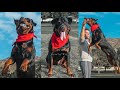 Funniest Dog EVER - Try Not To Laugh - Austin The Rottweiler