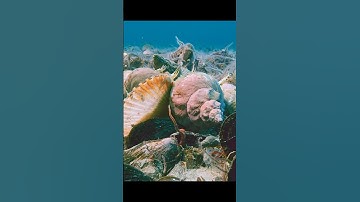 Their escape was just like something out of a cartoon. #wildlife #animals #shorts