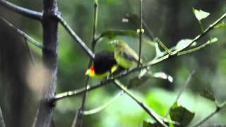 Wire Tailed Manakin - Courtship At The Tahuayo Lodge